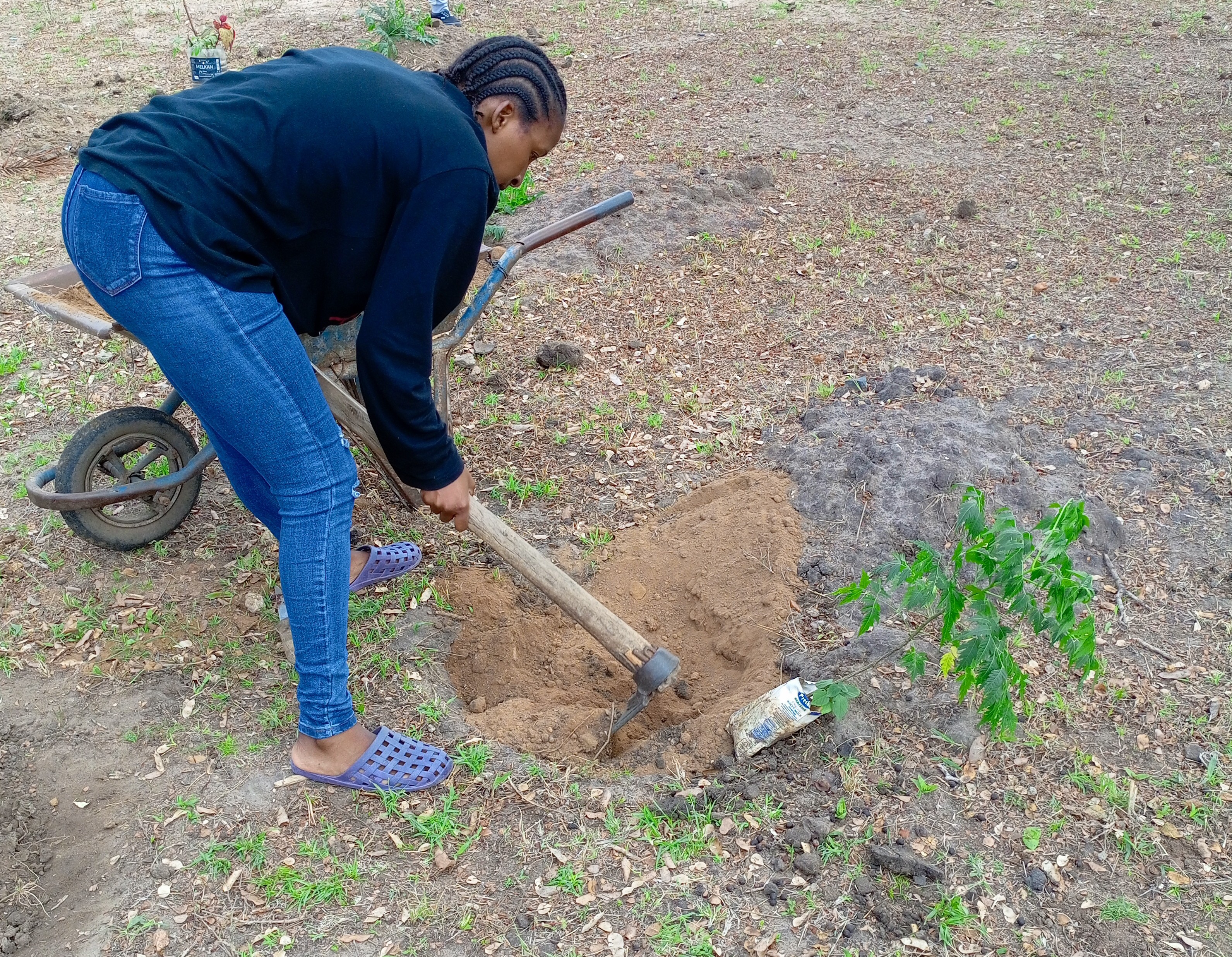 Tree planting and environmental stewardship